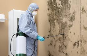 Best Mold Remediation for Vacation Homes  in Burlington, NC